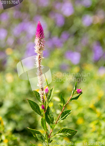 Image of Red hot poker plant in tropical garden