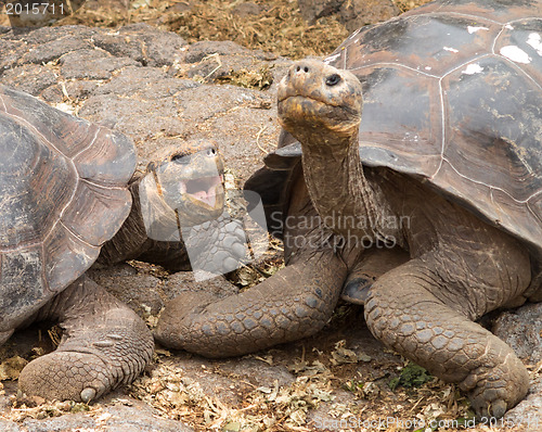 Image of Pair of large Galapagos giant tortoise