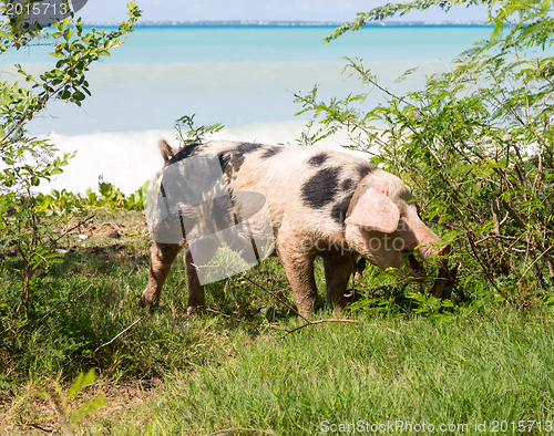 Image of Wild pig on beach in St Martin