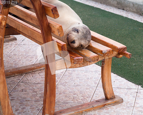 Image of Single sealion or seal sleeping on bench