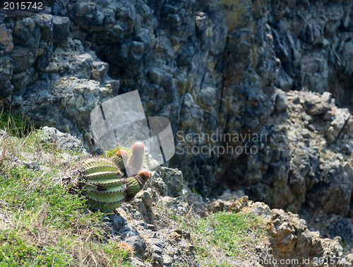 Image of Turk's Cap cactus on St Martin