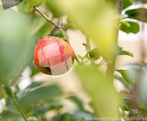 Image of Single red apple in out of focus leaves of tree