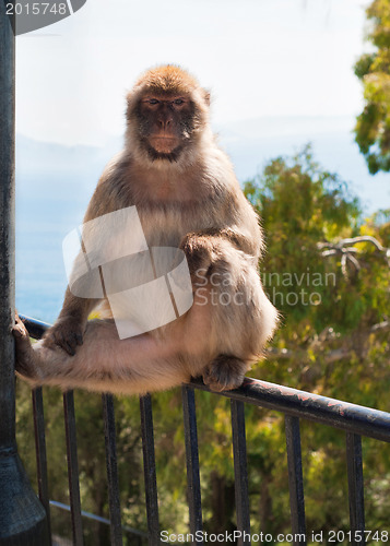Image of Ape in Gibraltar