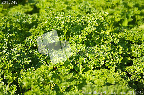 Image of Spice - parsley