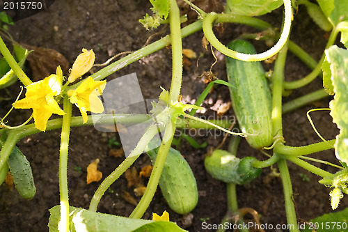 Image of Cucumber liana