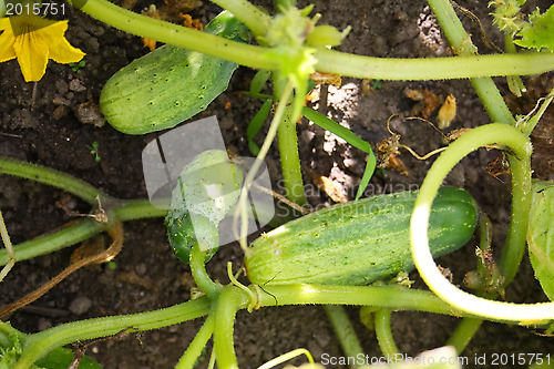 Image of Cucumber liana