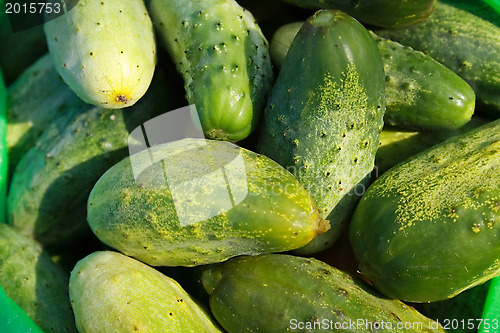 Image of Young cucumbers