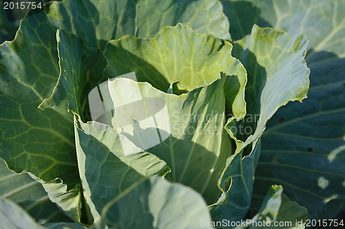 Image of The cabbage ripens