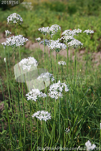 Image of Flowers of wild garlic