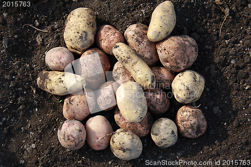 Image of Large tubers of a potato.