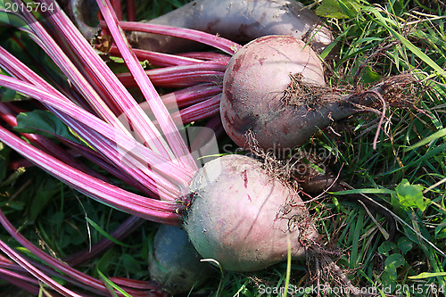 Image of Beet