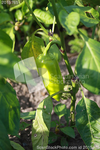 Image of Sweet pepper