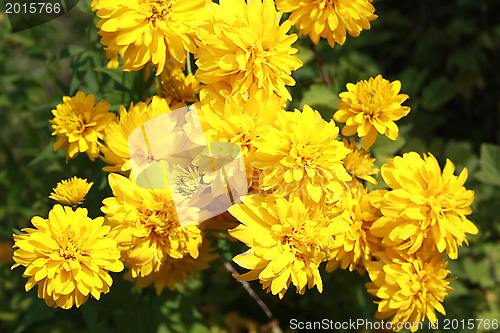 Image of Flower "a gold sphere"