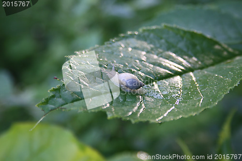 Image of Wood snail