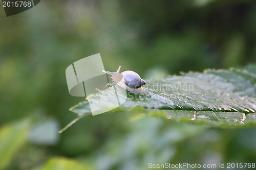 Image of Wood snail