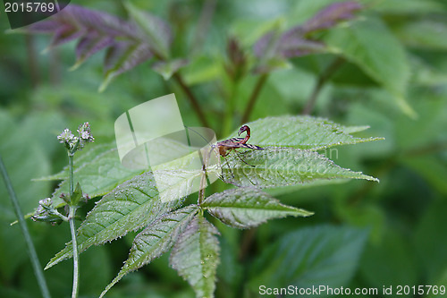 Image of Flying insect