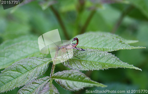 Image of Flying insect