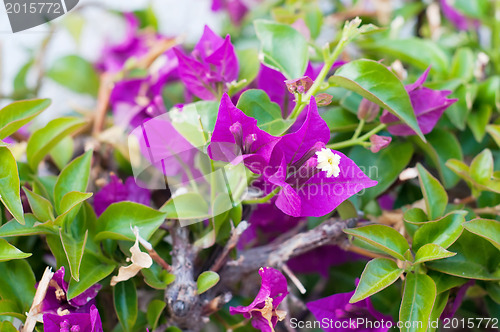 Image of Violet flowers bougainvillea on a bush