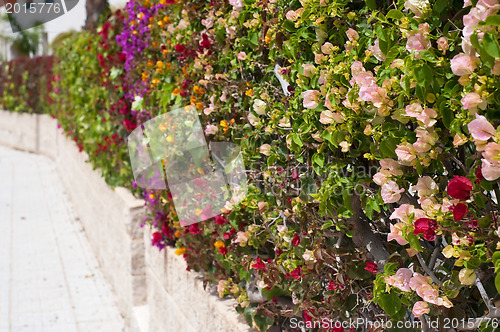 Image of Fence of multicolored flowers bougainvillea