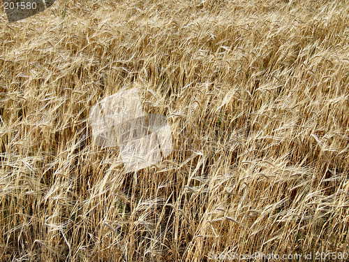 Image of Fields of barley - background