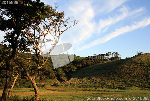 Image of Morning in wood