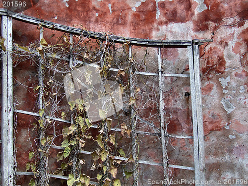 Image of Grunge wall and dry plant