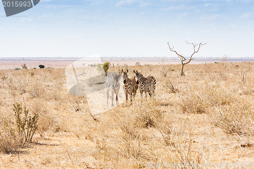 Image of Zebras looking to the camera