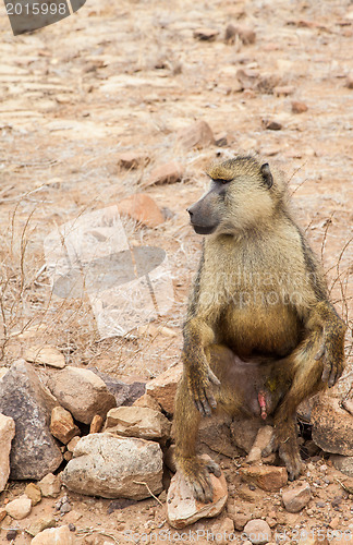 Image of Baboon in Kenya