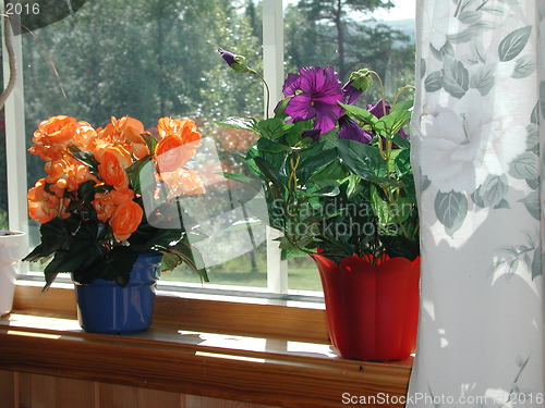 Image of flowers in the window