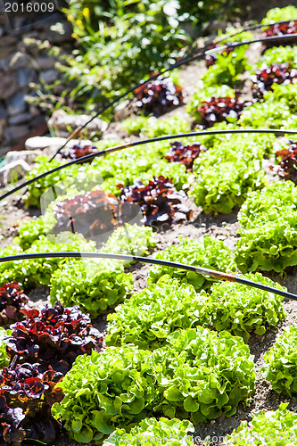 Image of Vegetable Garden