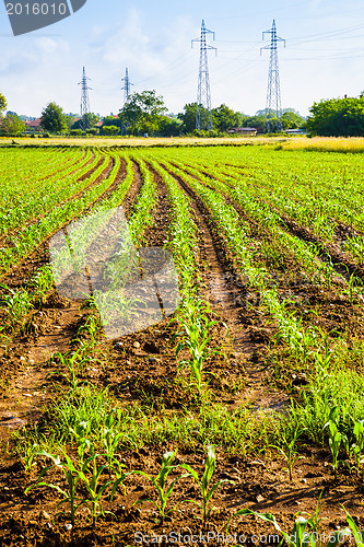 Image of Young corn