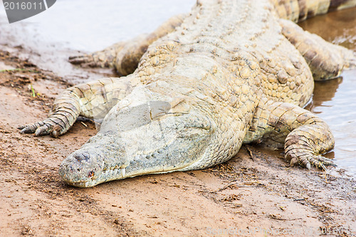 Image of Kenian crocodiles