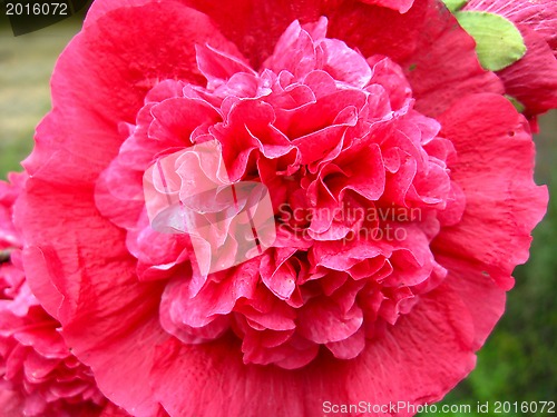 Image of The flower of red carnation