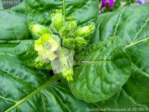 Image of yellow flowers of tobacco