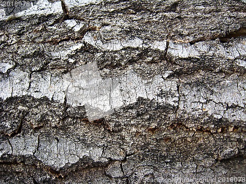 Image of Dark bark of a tree