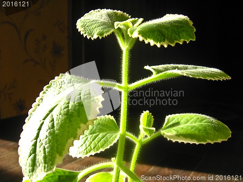 Image of Leaves of decorative mint