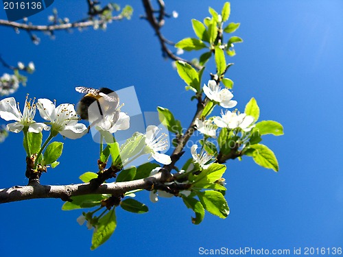 Image of bumblebee laying on the blossoming cherry
