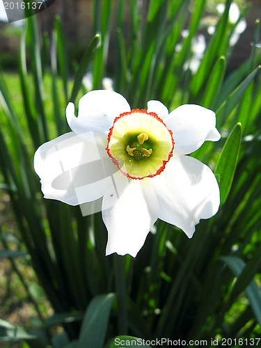 Image of Flower of a white beautiful narcissus