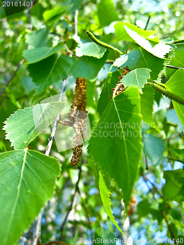 Image of Young sprouts of birch