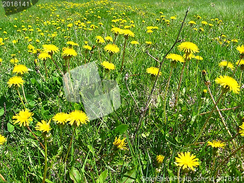 Image of a bed of yellow flowers of dandelions