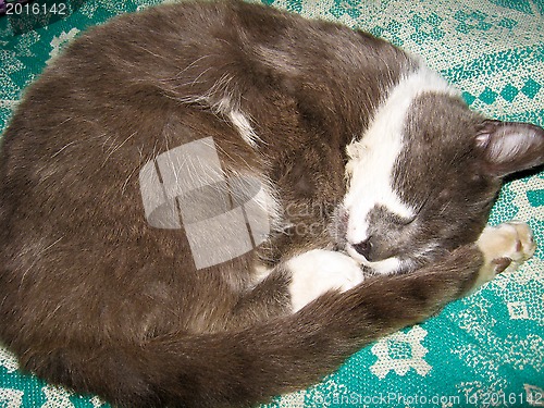 Image of The grey cat sleeps on a sofa