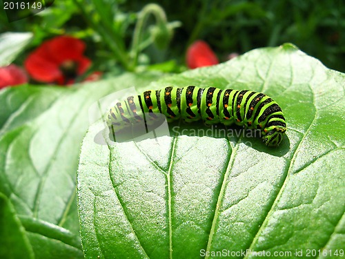 Image of Caterpillar of the butterfly  machaon on the leaf