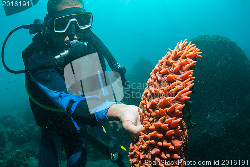 Image of Scuba diver holding sea cucumber