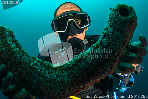 Image of Scuba diver holding sea cucumber