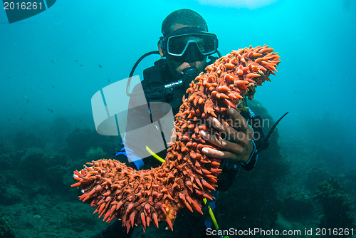 Image of Scuba diver holding sea cucumber