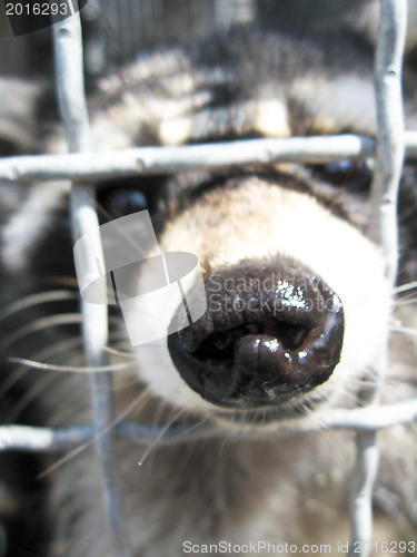 Image of Raccoon with asking paw behind a bar