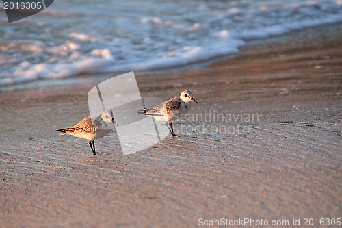 Image of Beach runners in Antigua