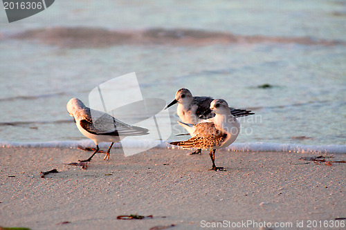 Image of Beach runners in Antigua