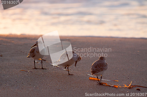 Image of Beach runners in Antigua