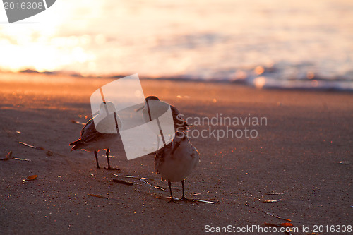 Image of Beach runners in Antigua